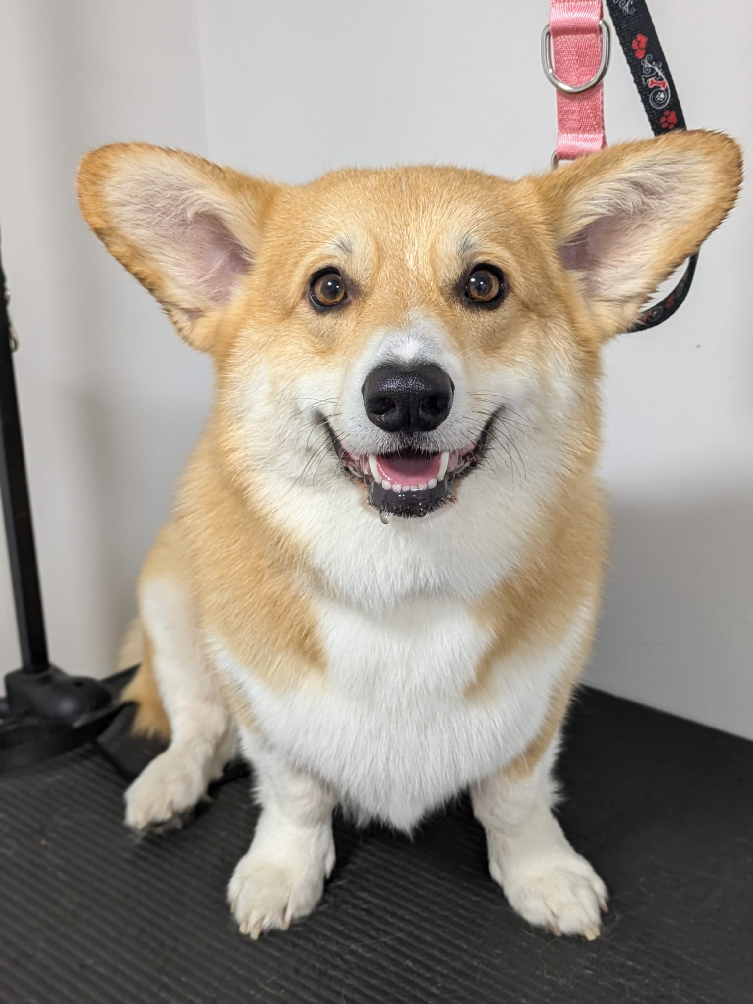 Groomed Corgi
